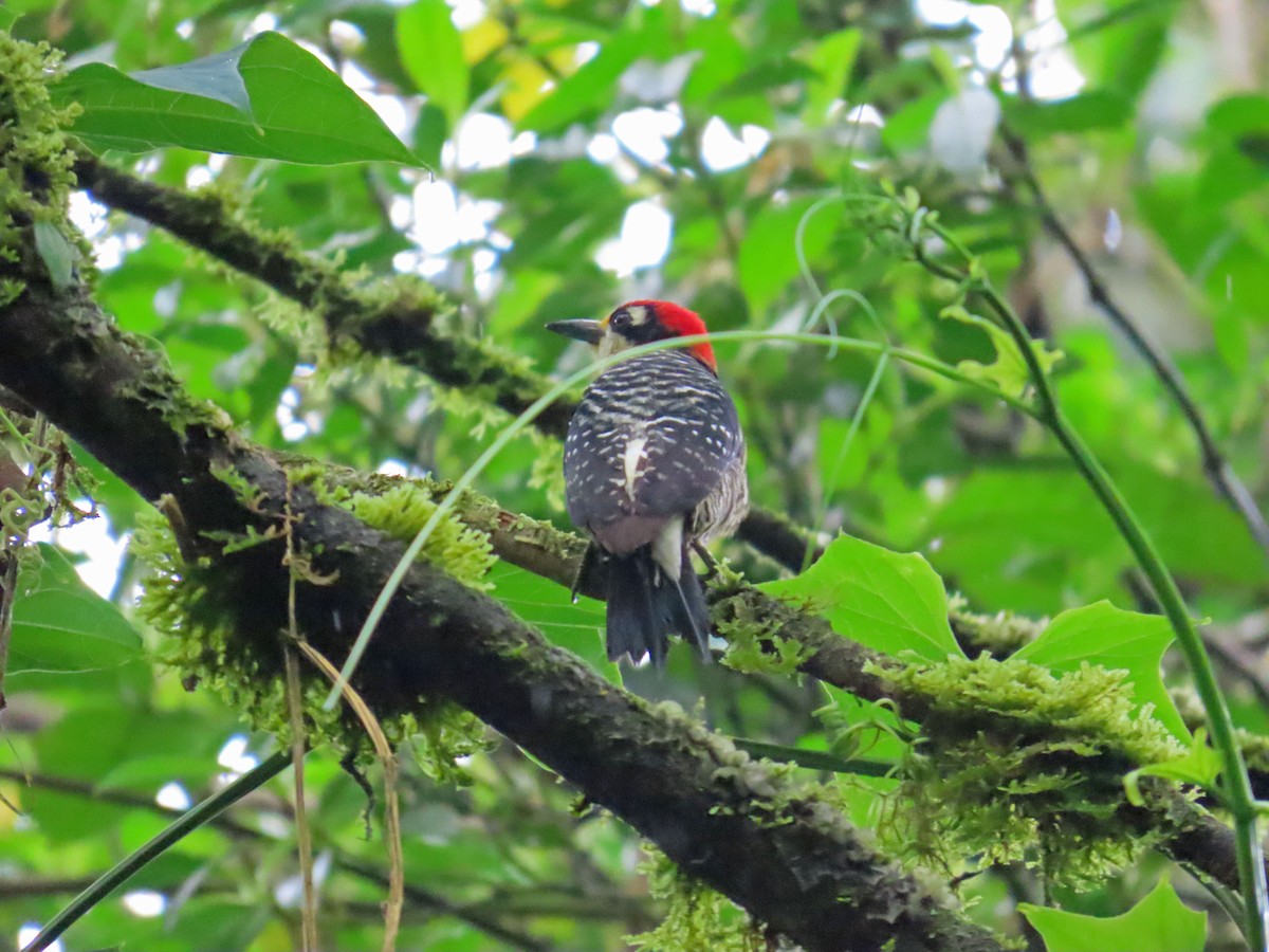 Black-cheeked Woodpecker - ML617548052