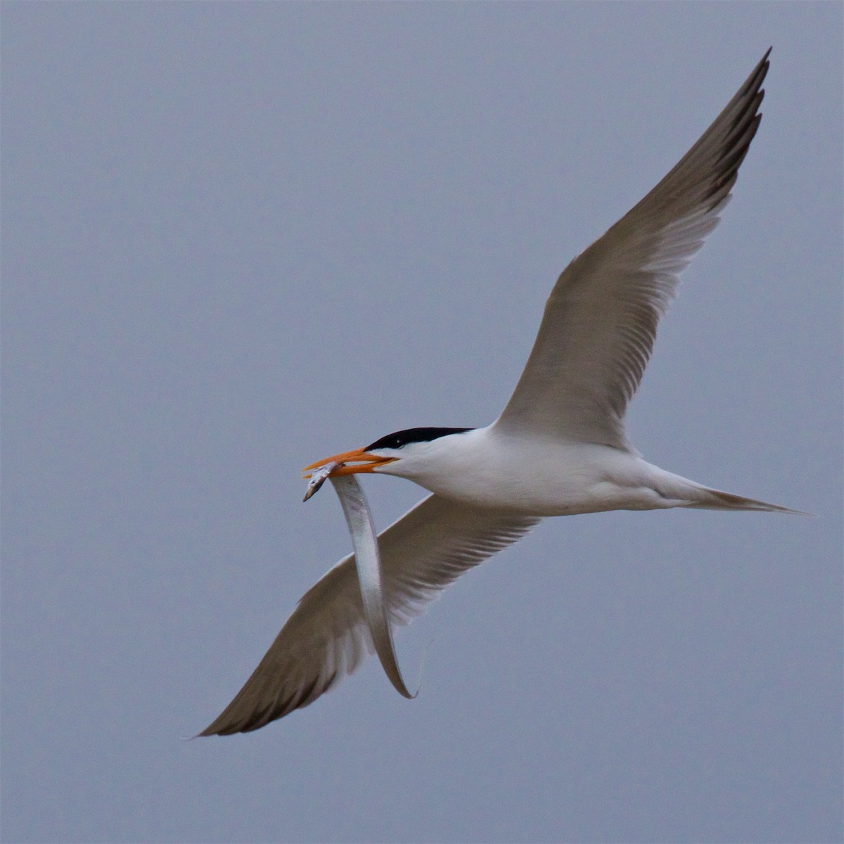 Royal Tern - Ed Harper