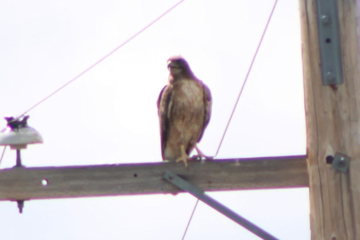 Red-tailed Hawk (calurus/alascensis) - ML617548072