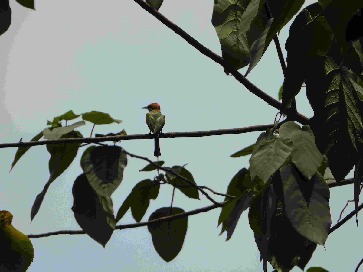 Asian Green Bee-eater - ML617548076