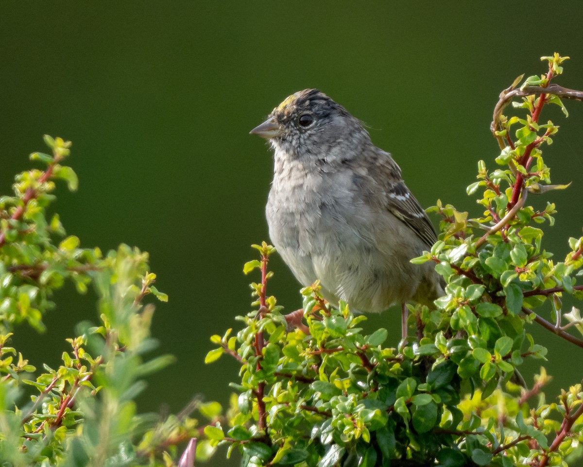 Golden-crowned Sparrow - Sue Cook