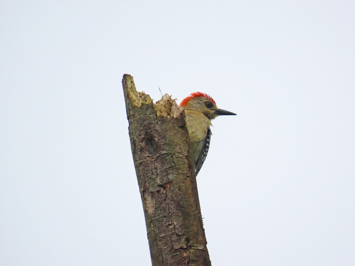 Red-crowned Woodpecker - ML617548207
