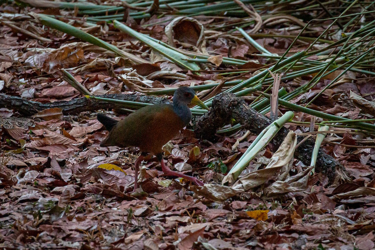 Gray-cowled Wood-Rail - Francisco Russo