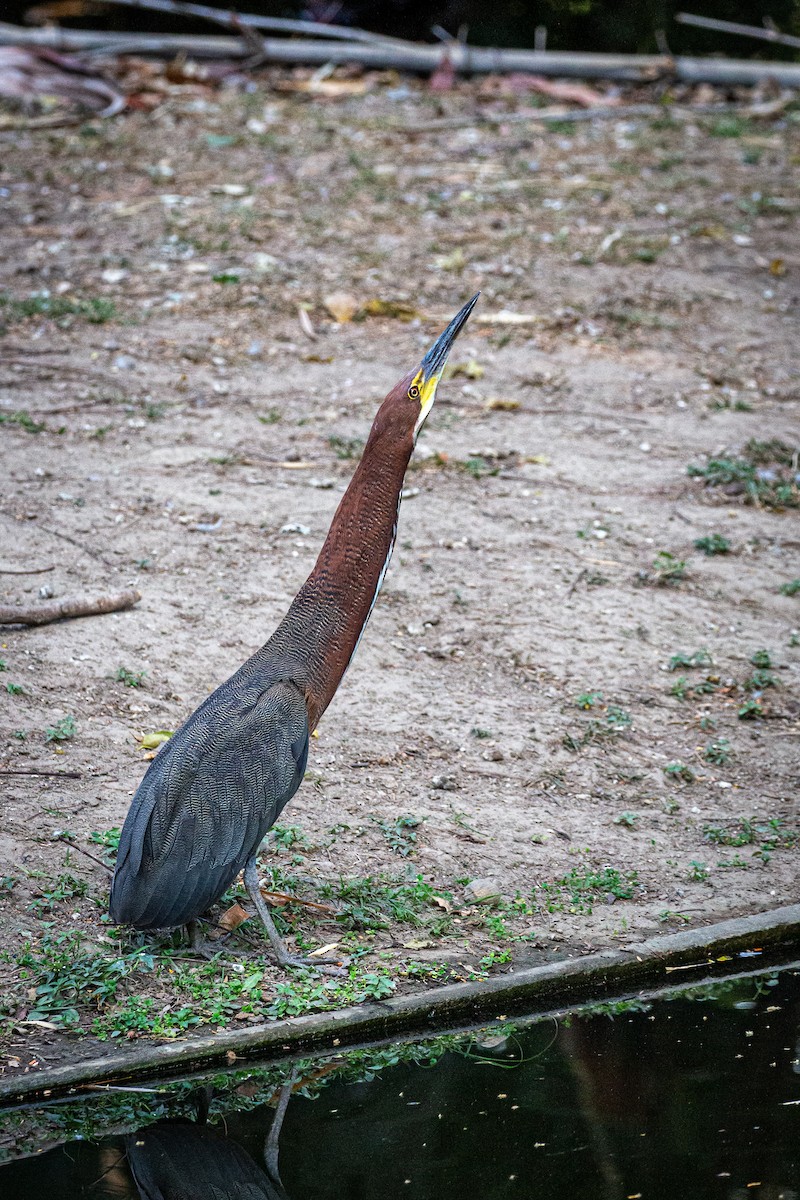 Rufescent Tiger-Heron - Francisco Russo