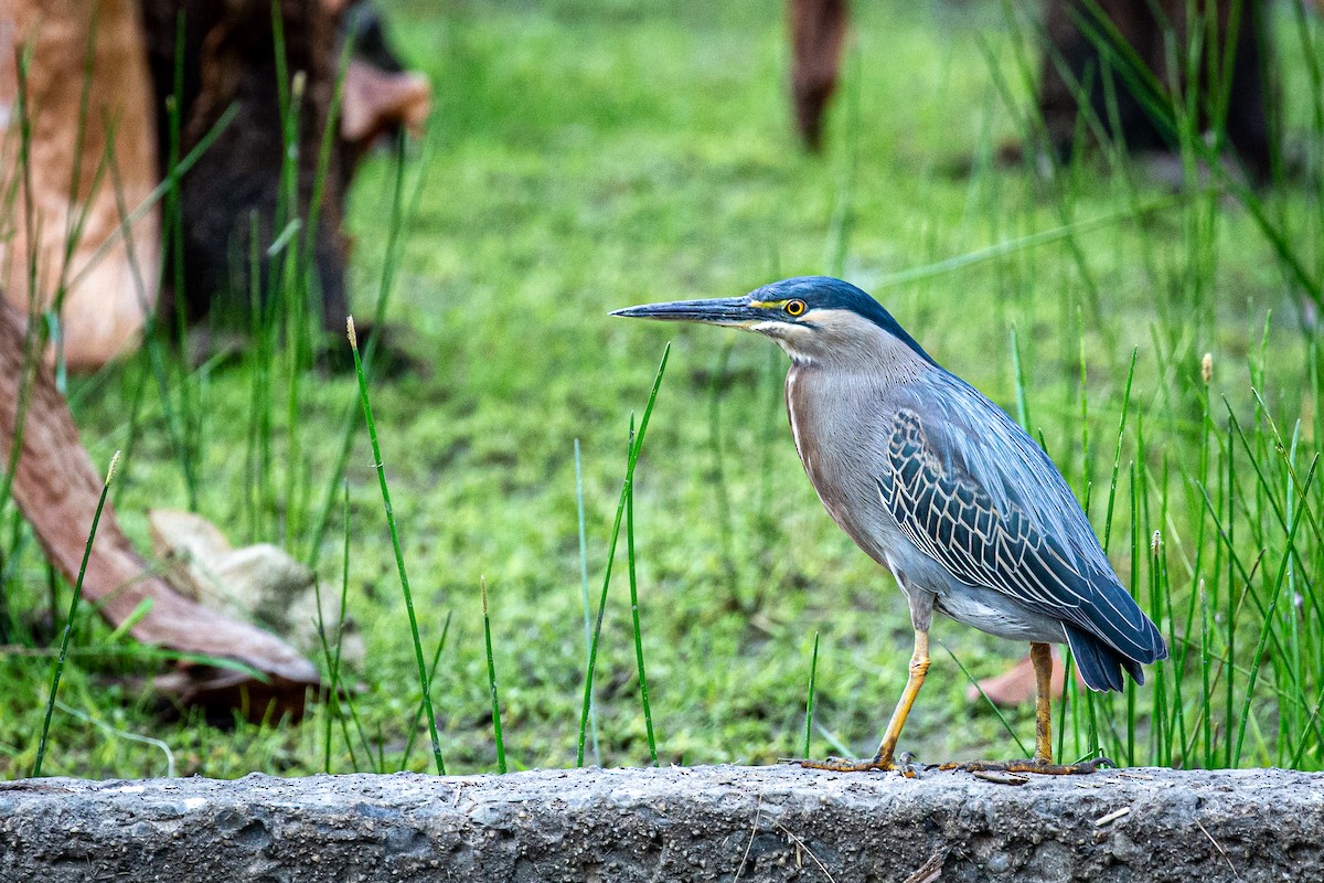 Striated Heron - Francisco Russo