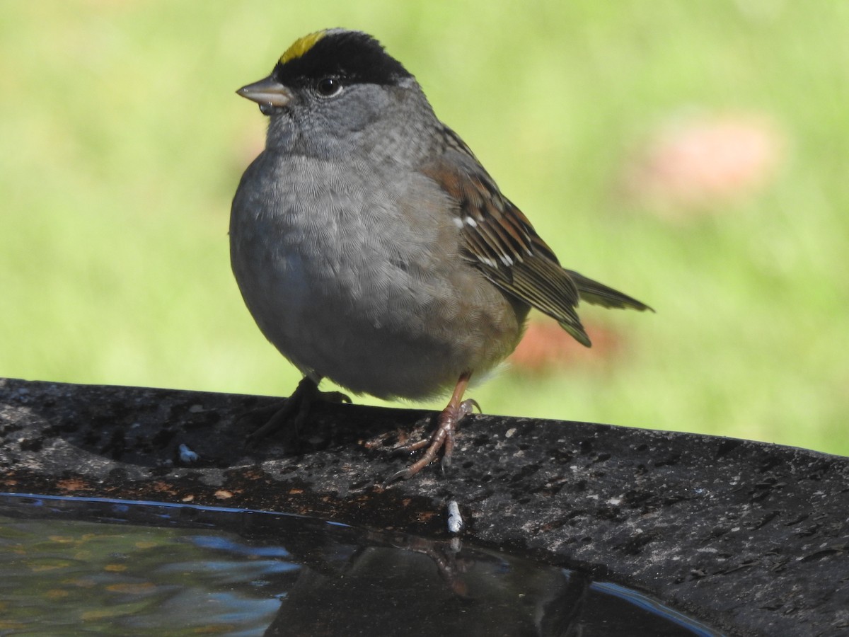 Golden-crowned Sparrow - Cathy Carlson
