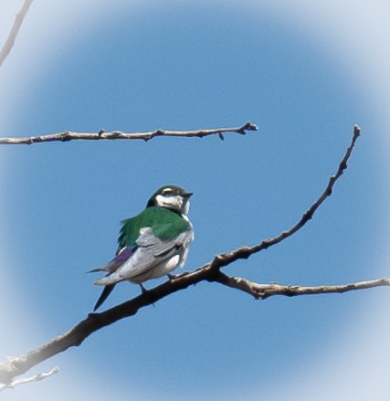 Violet-green Swallow - ML617548265