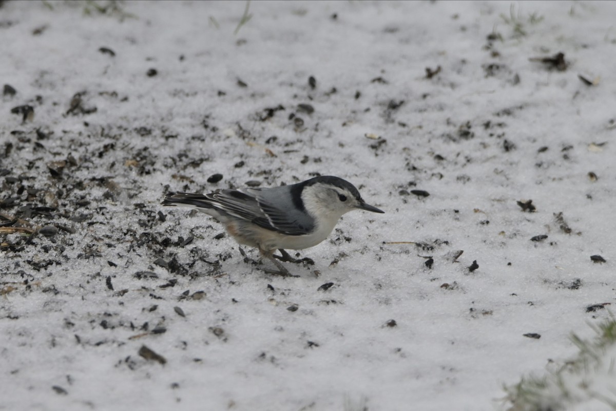 White-breasted Nuthatch - ML617548318
