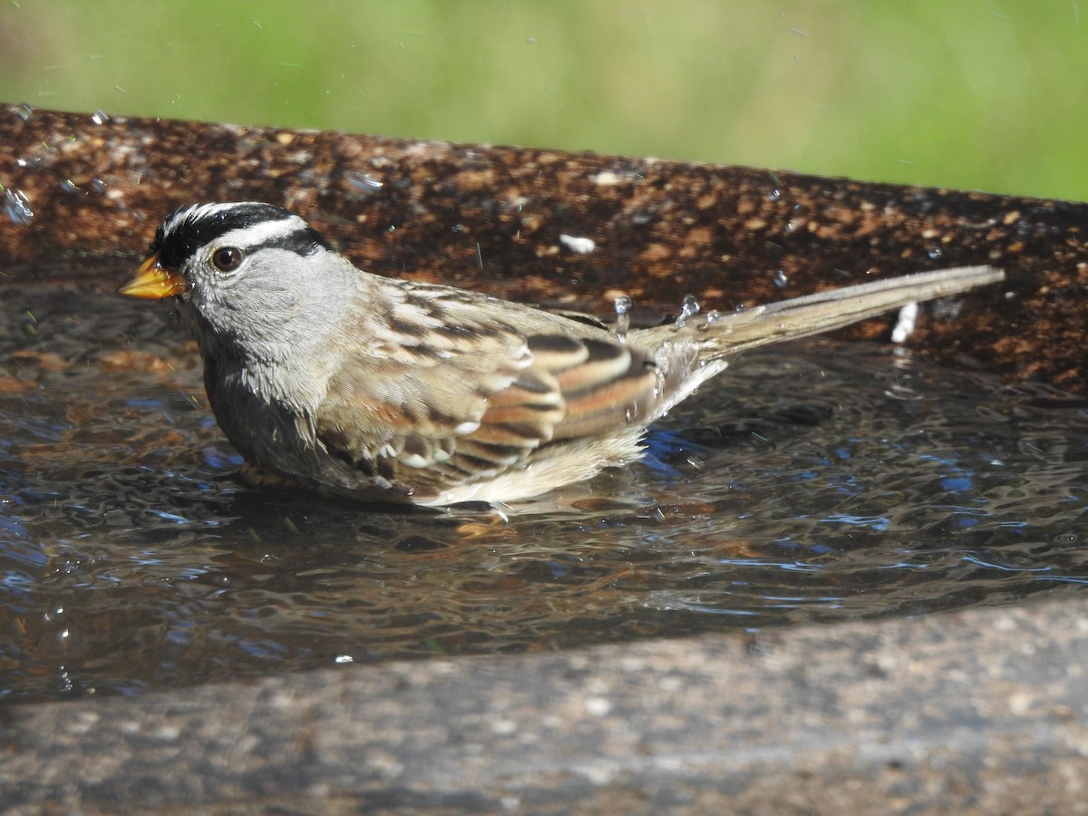 White-crowned Sparrow - ML617548332