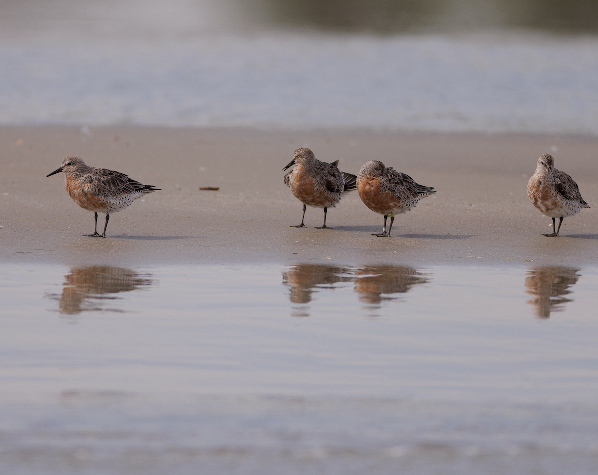 Red Knot - ML617548406