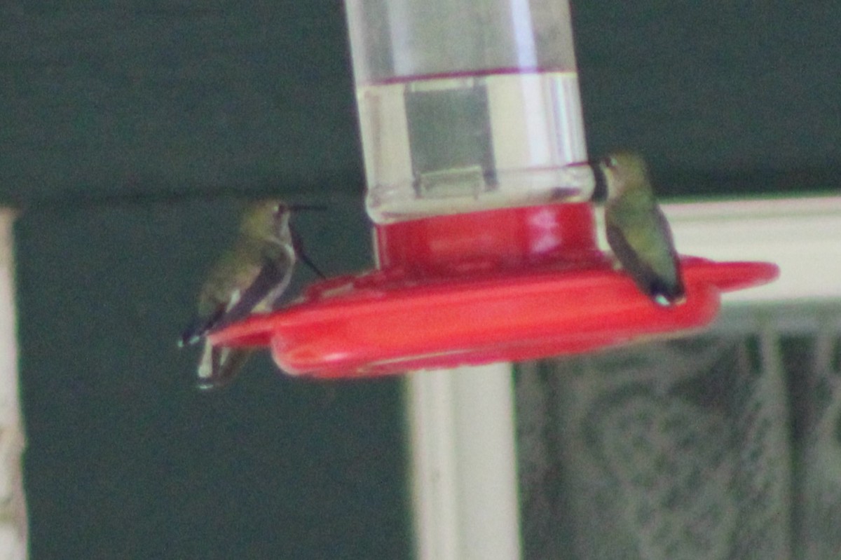 Calliope Hummingbird - ML617548413