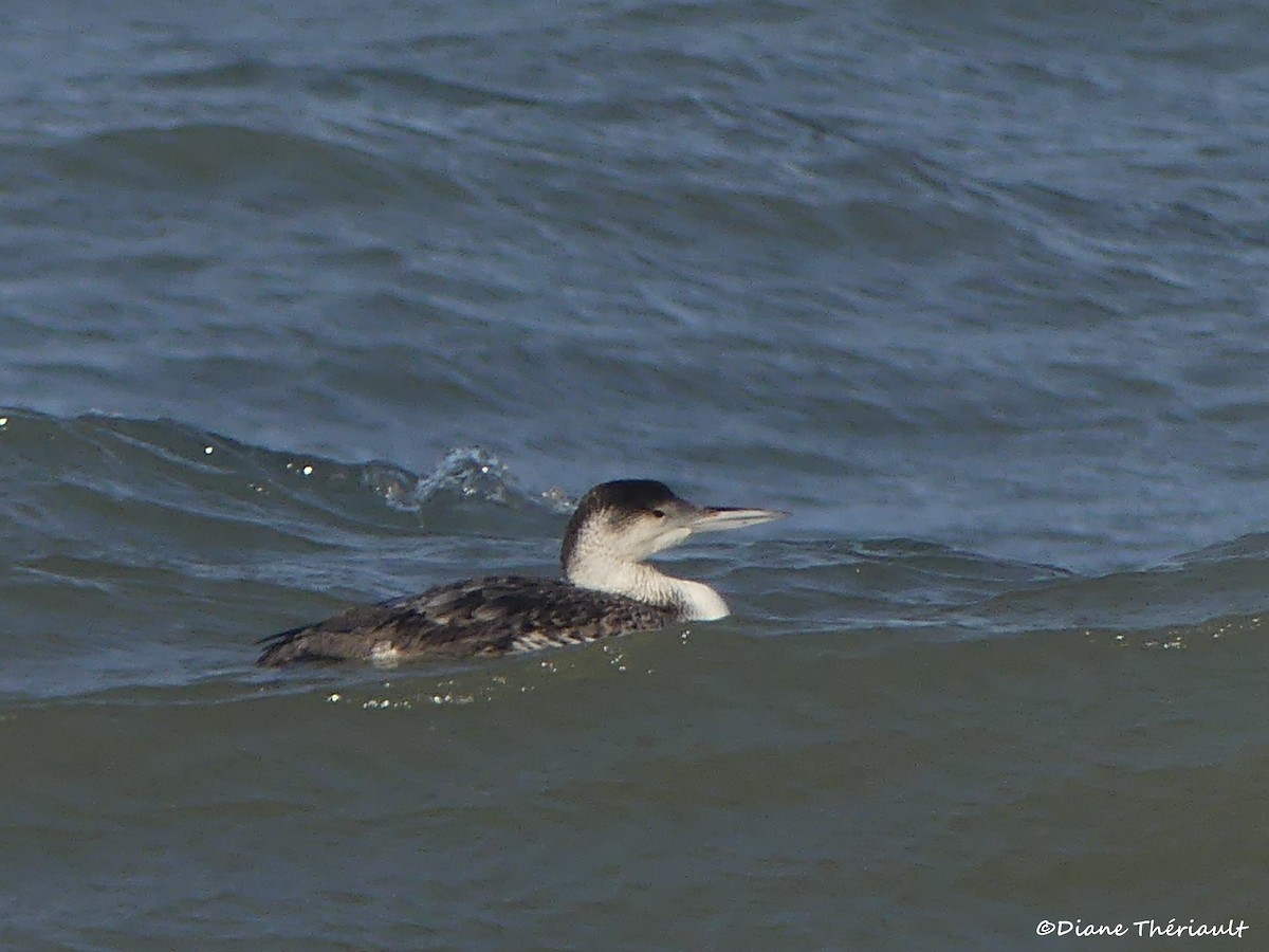 Common Loon - Diane Thériault
