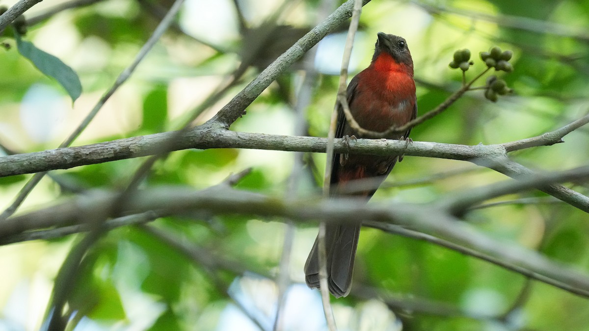 Red-throated Ant-Tanager - Brendan Murtha