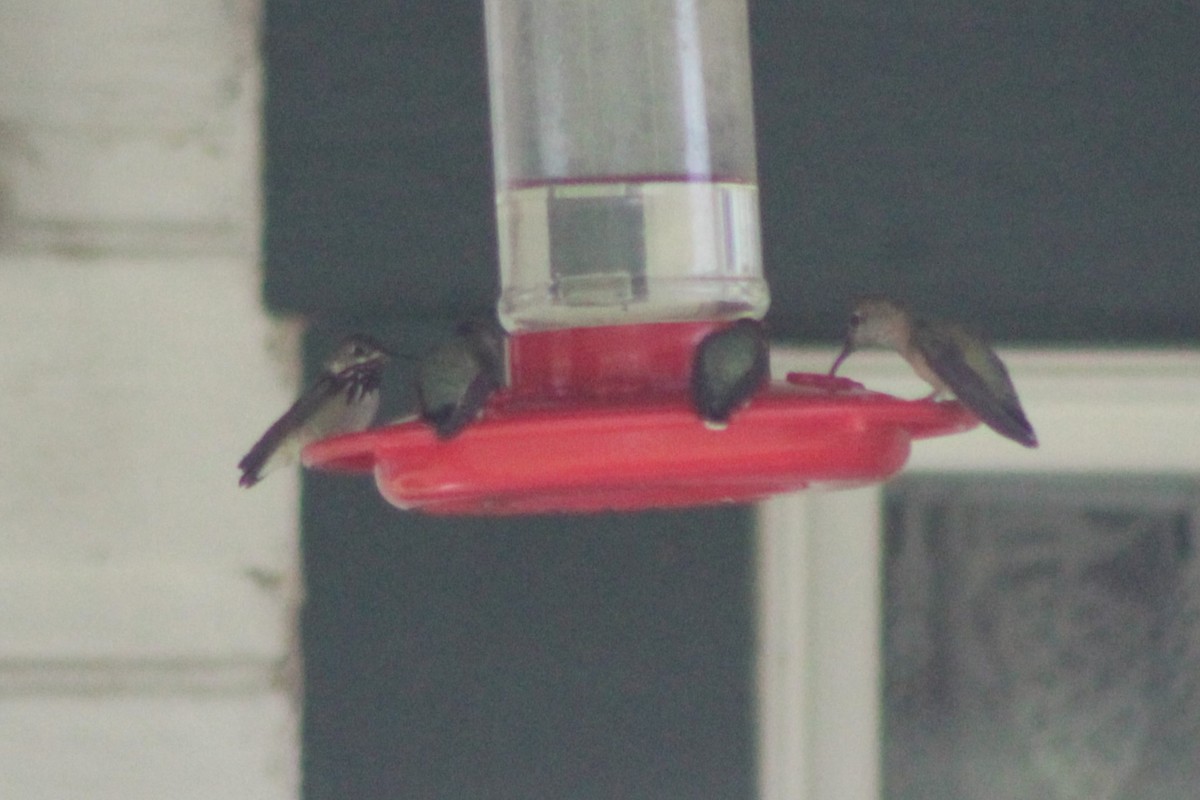 Calliope Hummingbird - ML617548454