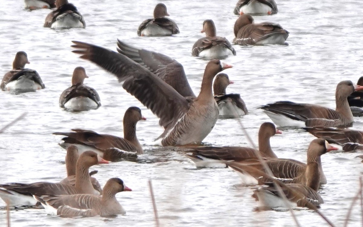 Greater White-fronted Goose - ML617548495
