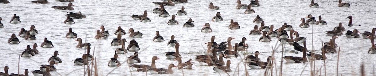 Greater White-fronted Goose - ML617548496