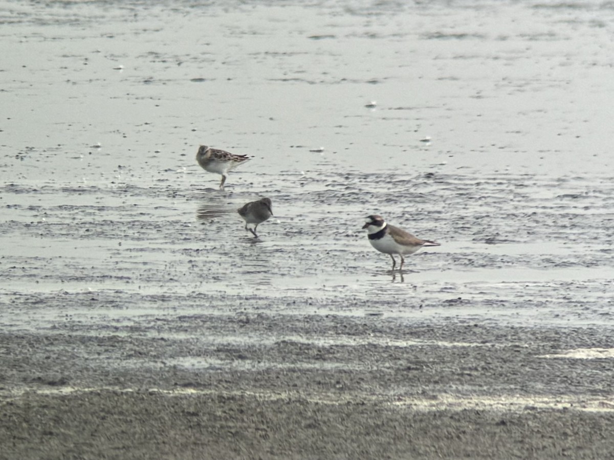 Semipalmated Plover - ML617548509