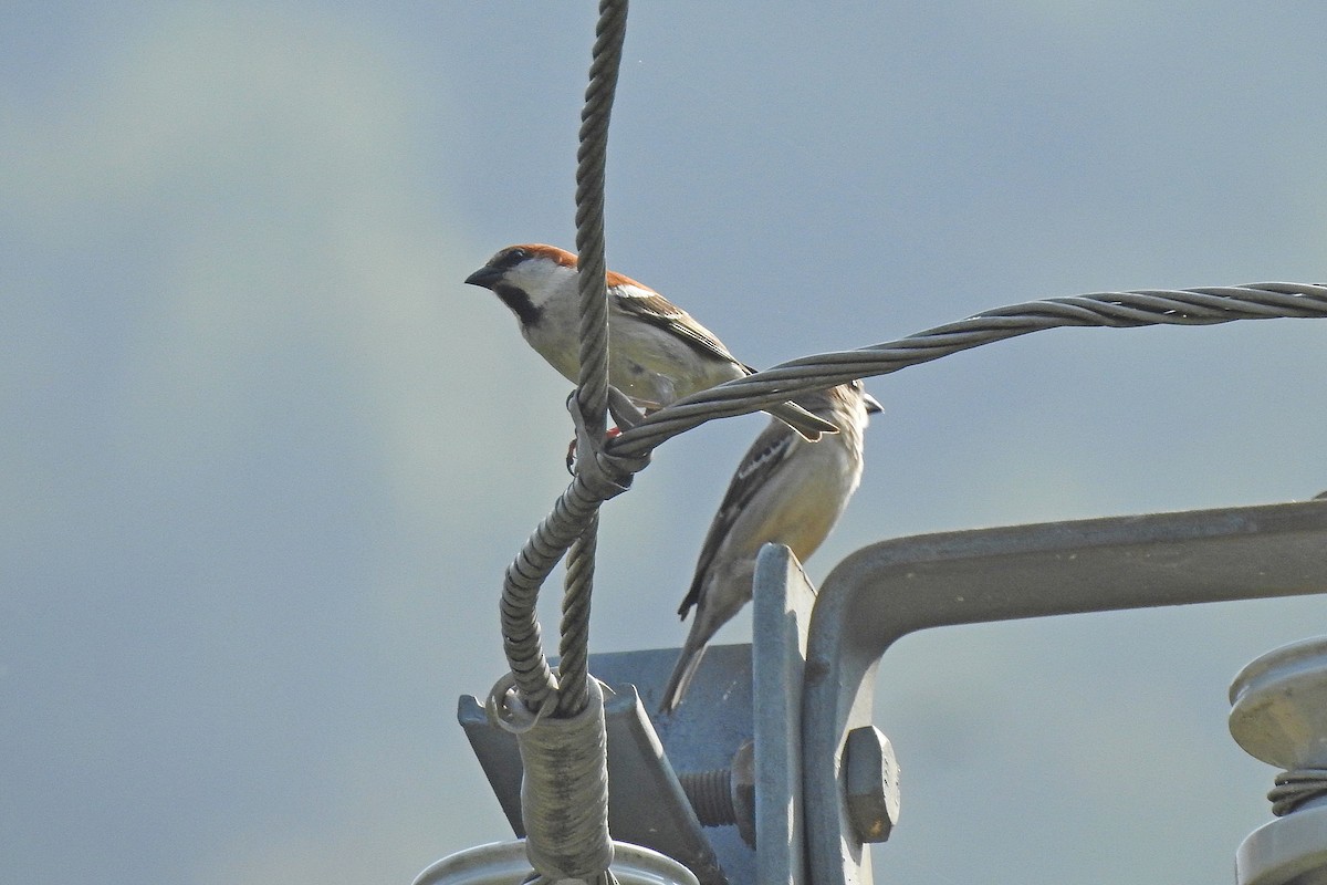 Russet Sparrow - ML617548518
