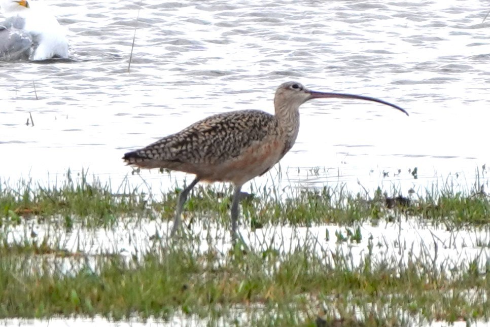 Long-billed Curlew - ML617548546