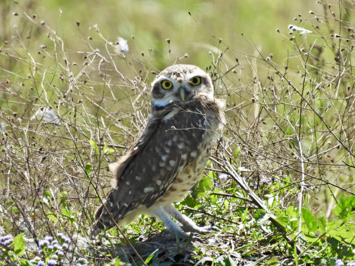 Burrowing Owl - Louise Duguay