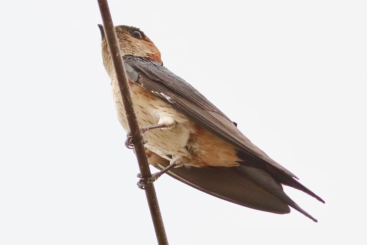 Red-rumped Swallow - ML617548675