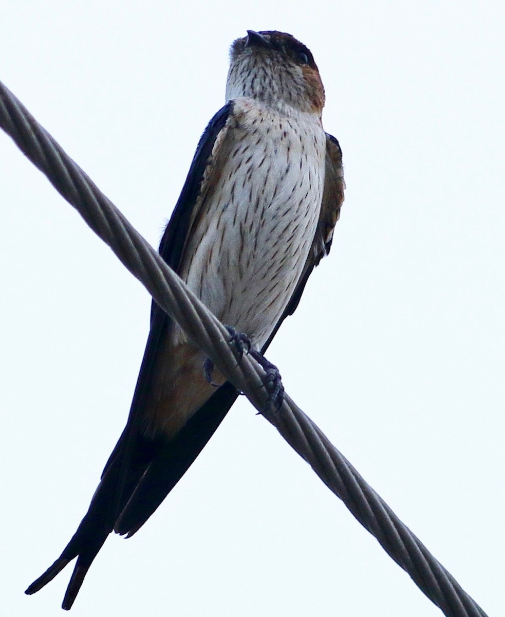 Red-rumped Swallow - ML617548676