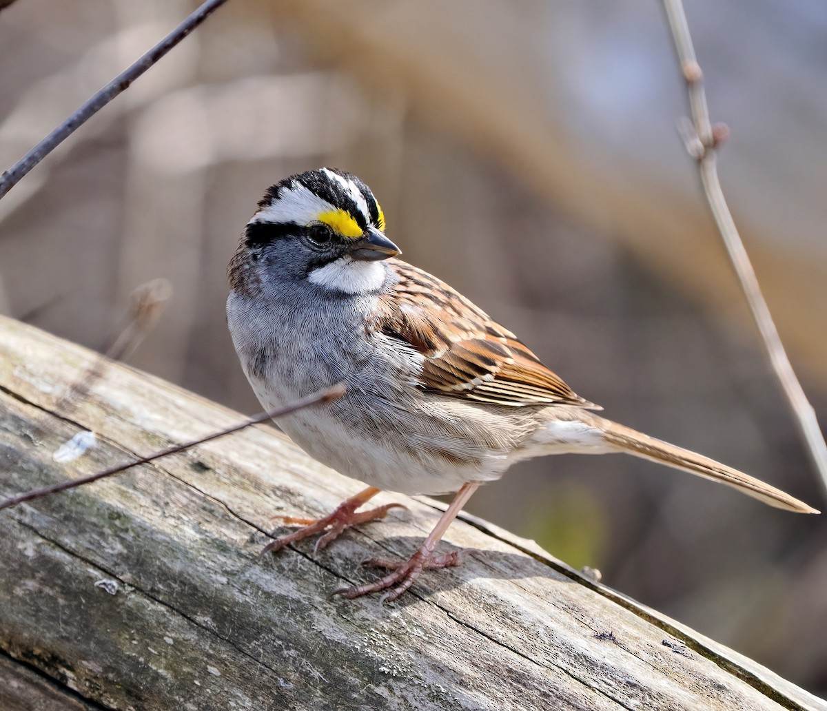 White-throated Sparrow - ML617548741