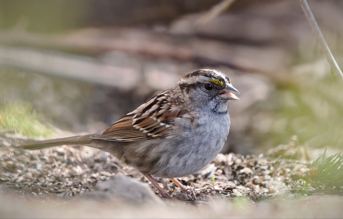 White-throated Sparrow - ML617548742