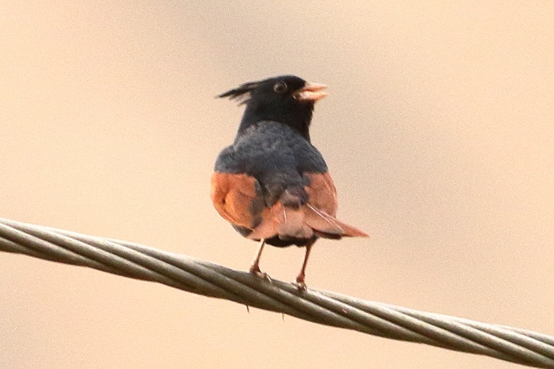 Crested Bunting - ML617548752