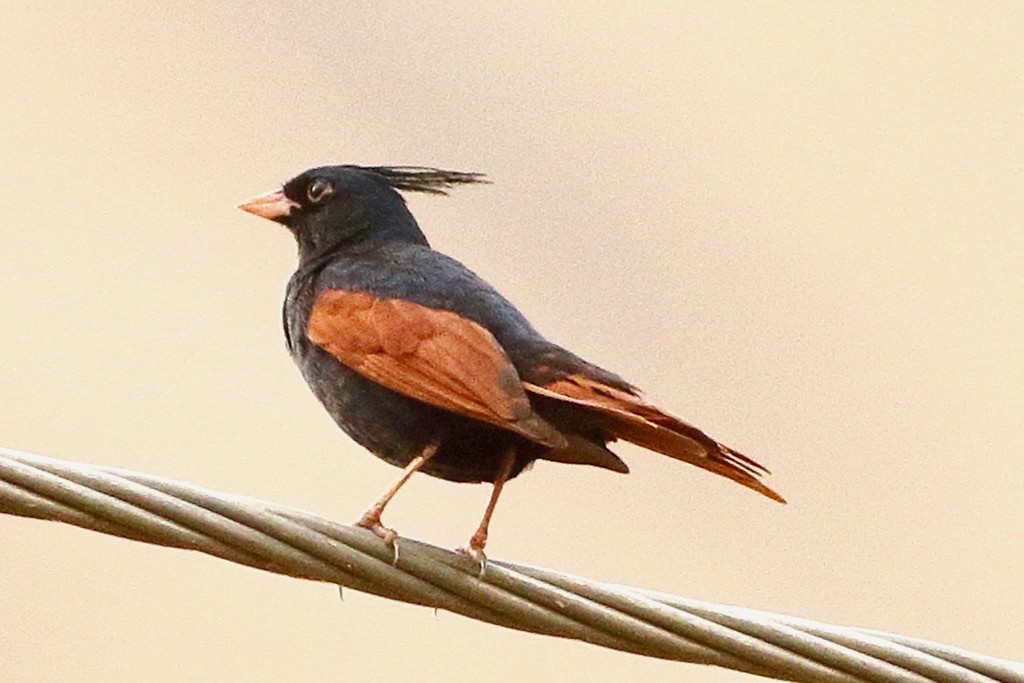 Crested Bunting - ML617548753