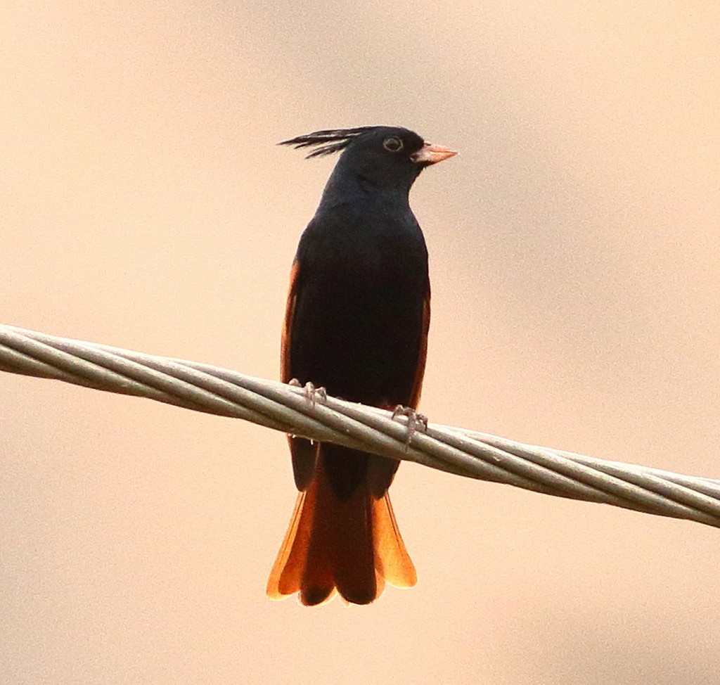 Crested Bunting - ML617548754