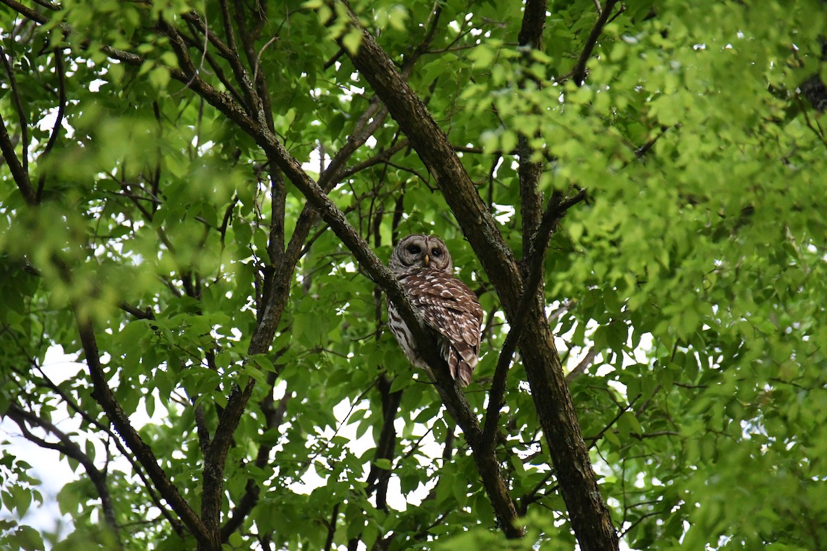 eBird Checklist - 17 Apr 2024 - Shelby Park--Sevier Lake - 31 species ...