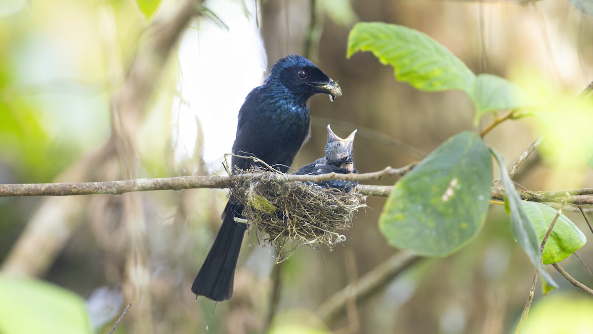 Lesser Racket-tailed Drongo - Kenneth Cheong
