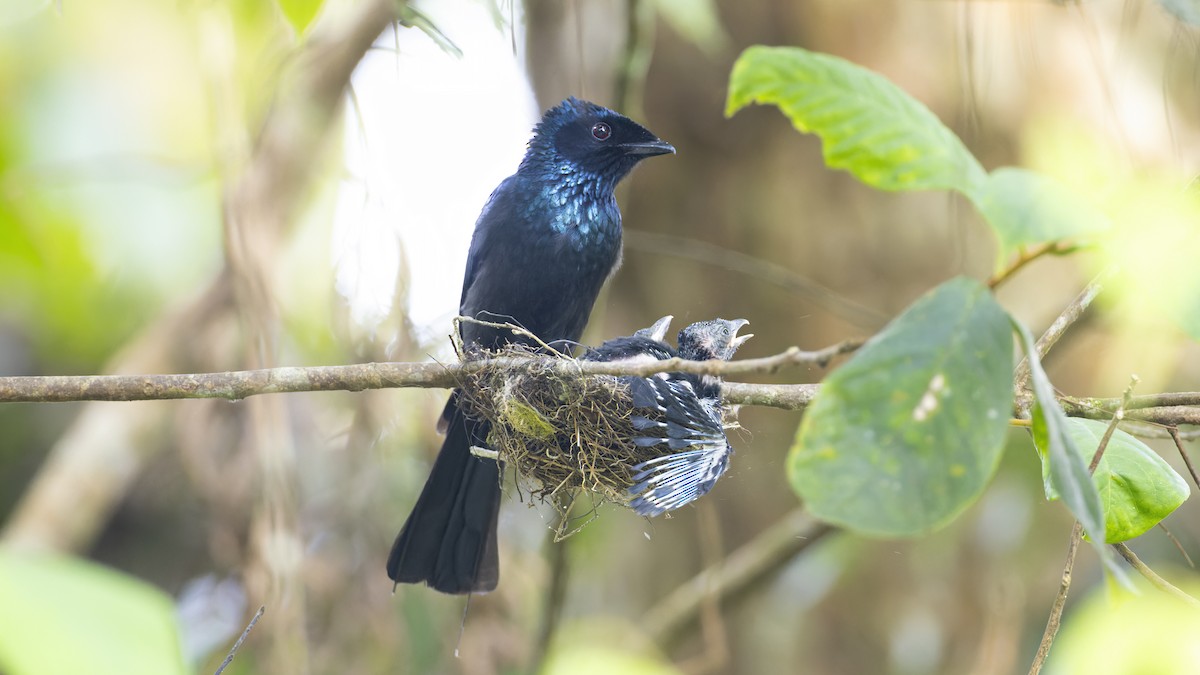 Lesser Racket-tailed Drongo - ML617548852