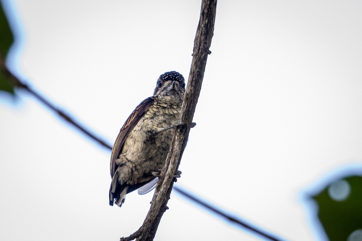 Scaled Piculet - ML617548865