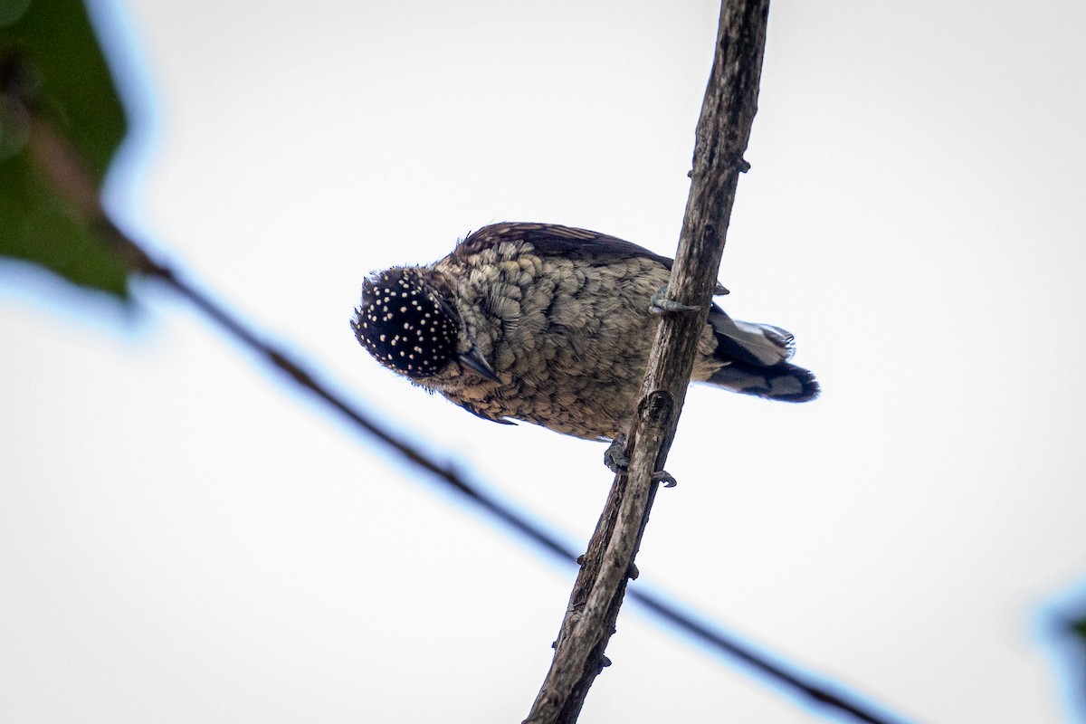 Scaled Piculet - ML617548866