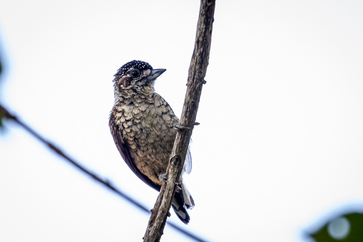 Scaled Piculet - ML617548867