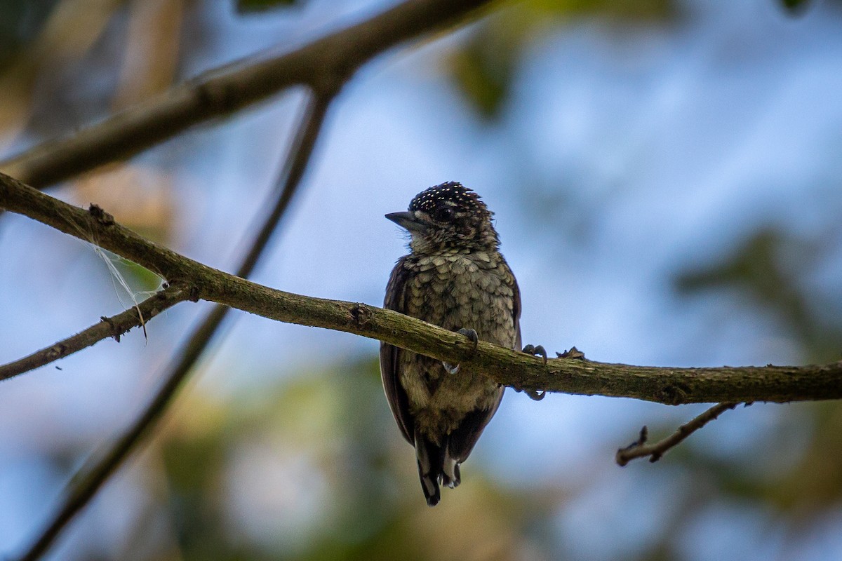 Scaled Piculet - ML617548868