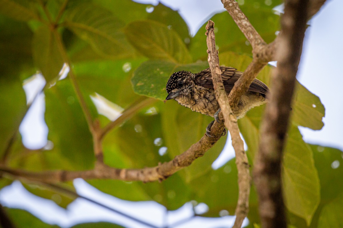 Scaled Piculet - Francisco Russo