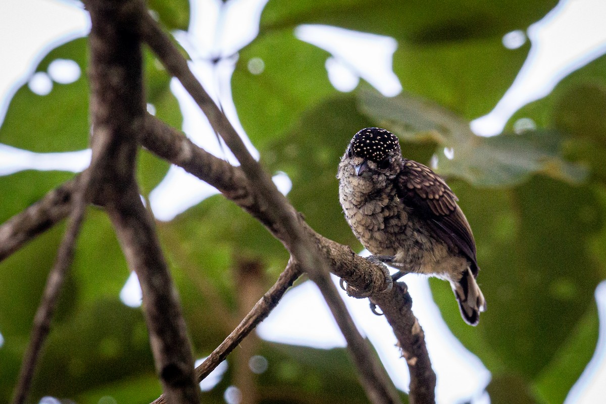 Scaled Piculet - ML617548870