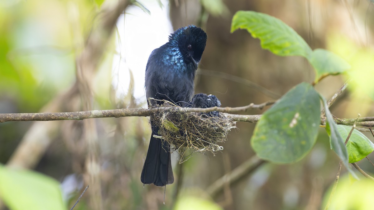 Lesser Racket-tailed Drongo - ML617548871