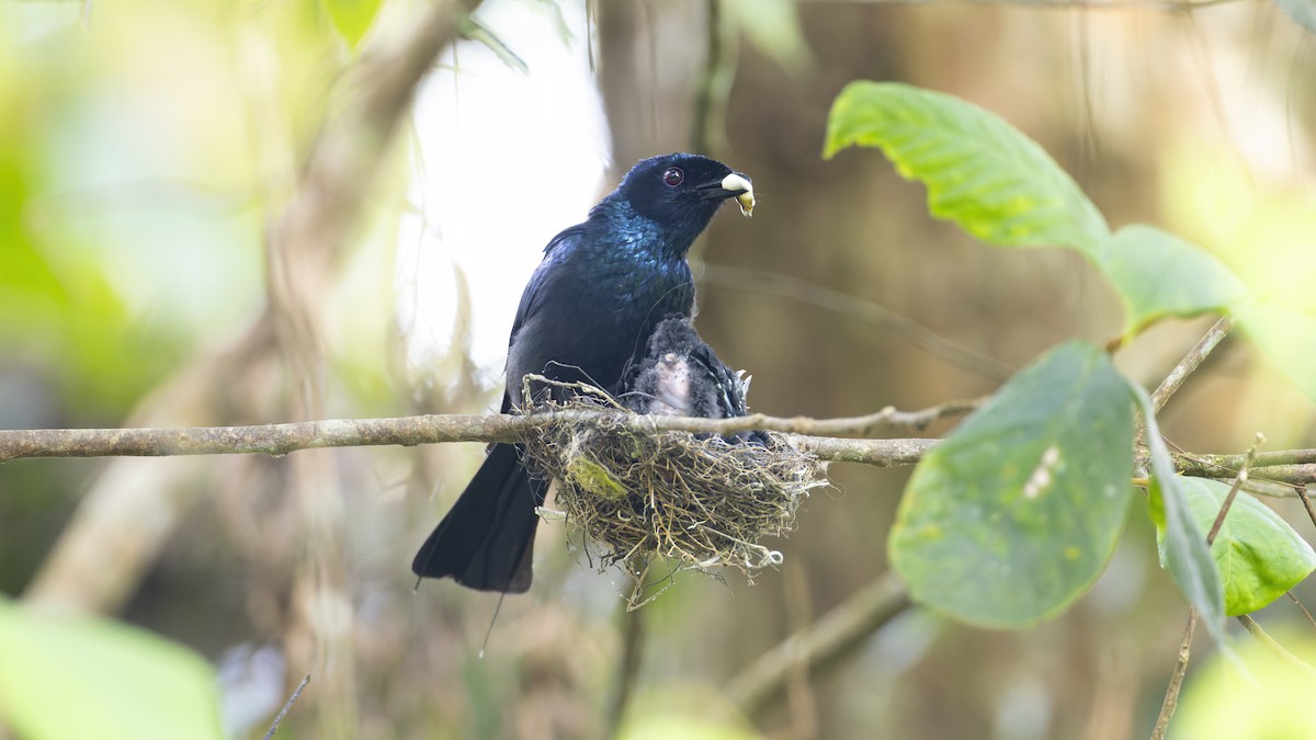 Lesser Racket-tailed Drongo - ML617548872