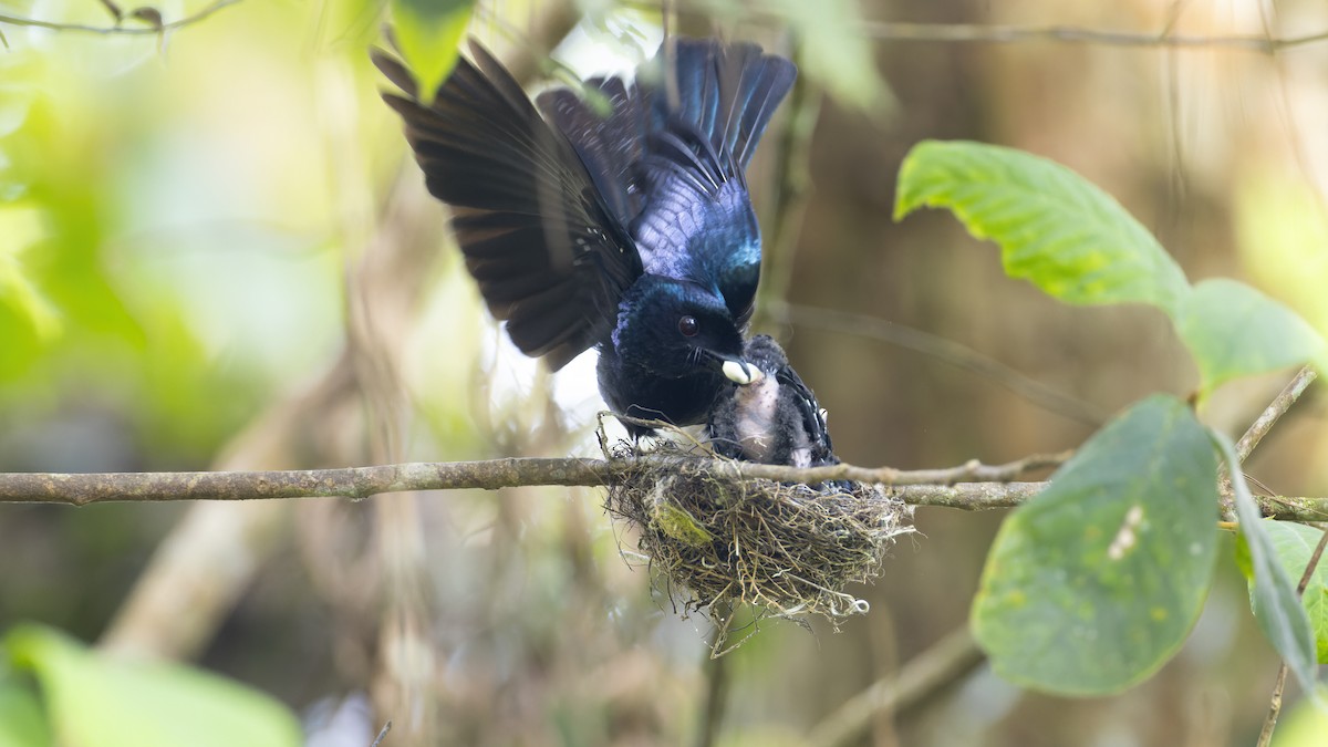 Lesser Racket-tailed Drongo - ML617548873