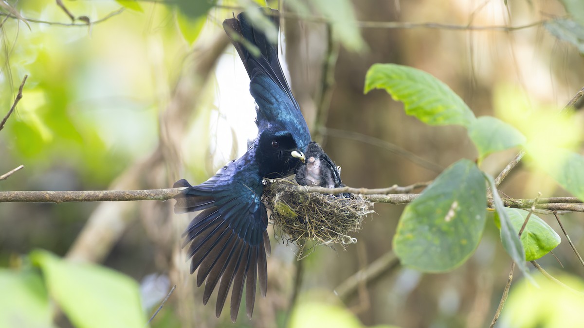 Lesser Racket-tailed Drongo - ML617548874
