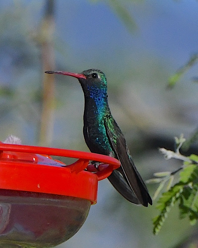 Broad-billed Hummingbird - ML617548878