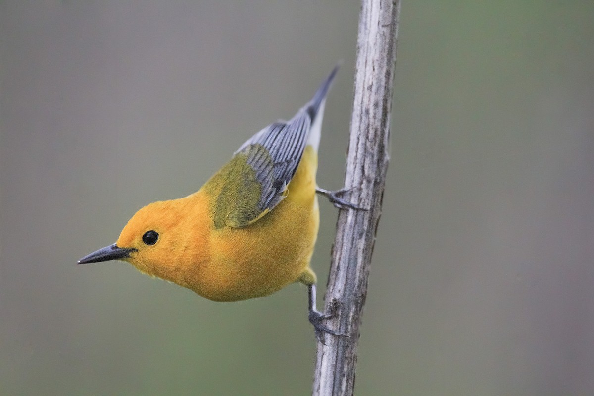 Prothonotary Warbler - Kelly Fox