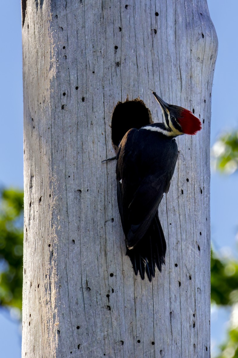 Pileated Woodpecker - ML617548881