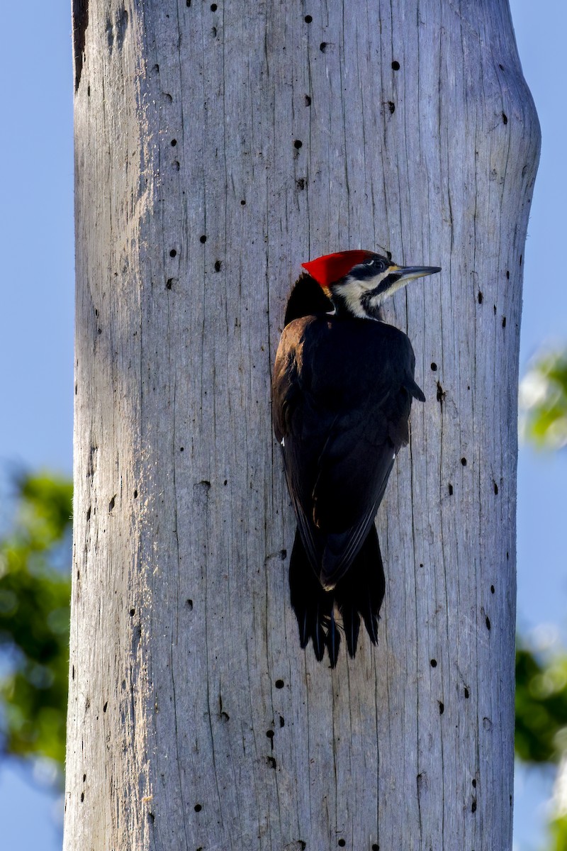 Pileated Woodpecker - ML617548882