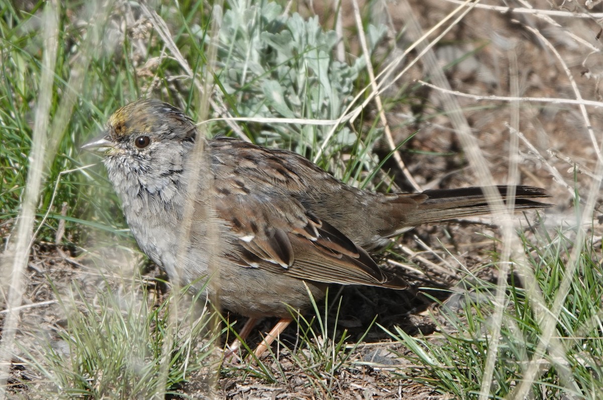 Golden-crowned Sparrow - ML617548977