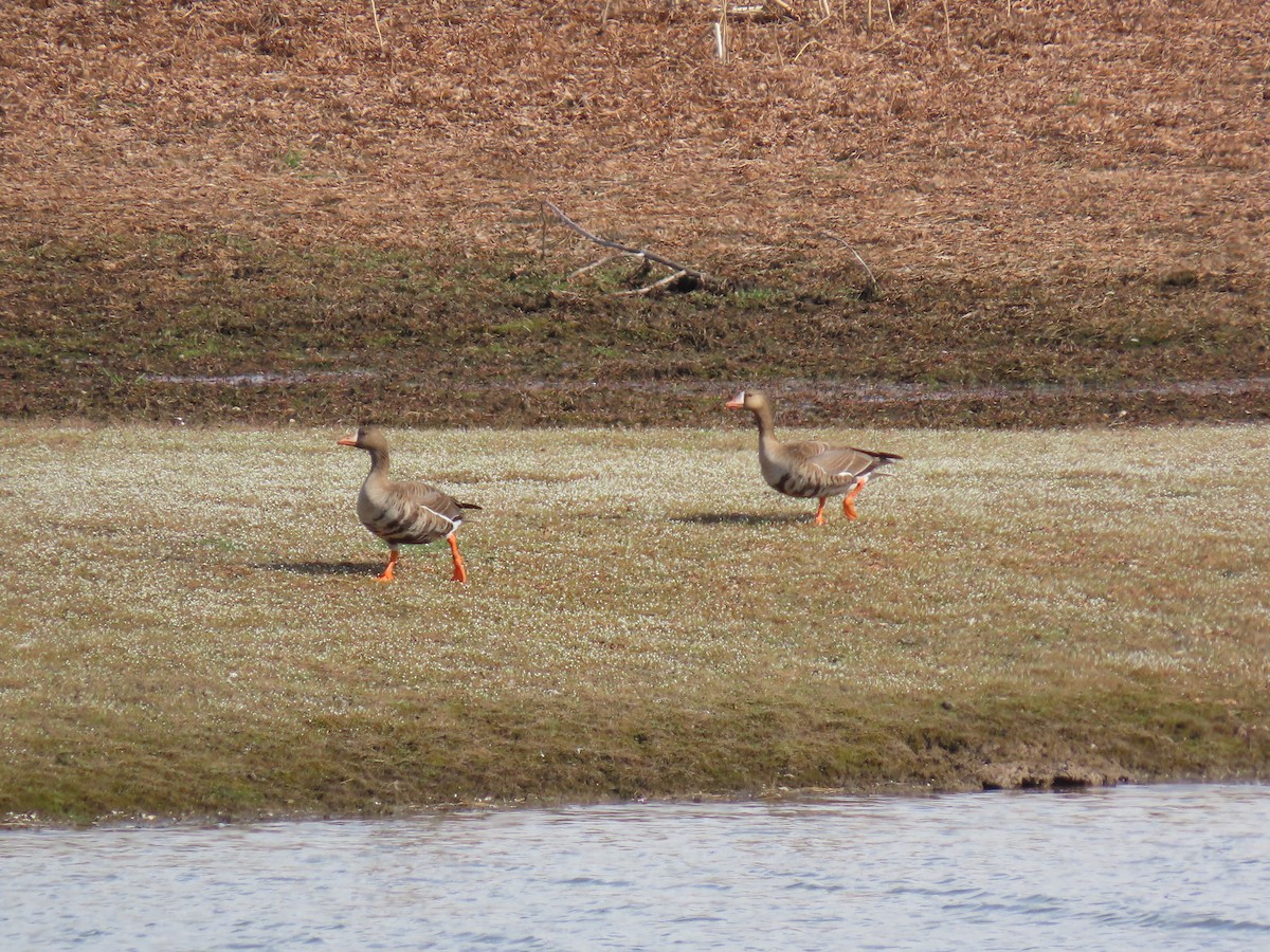 Greater White-fronted Goose - raylene wall